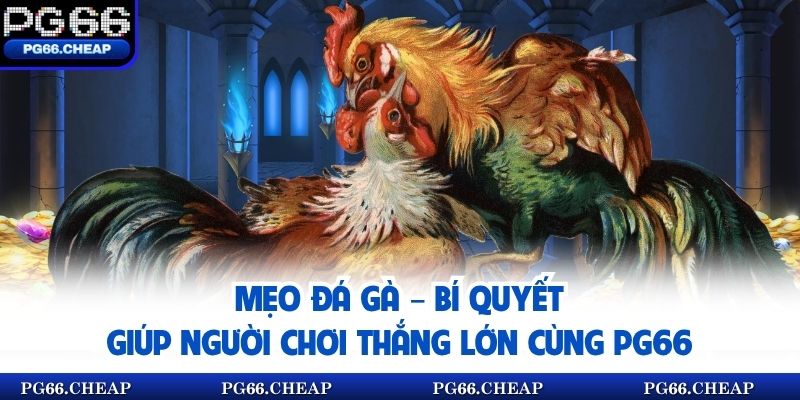 Mẹo Đá Gà – Bí Quyết Giúp Người Chơi Thắng Lớn Cùng PG66